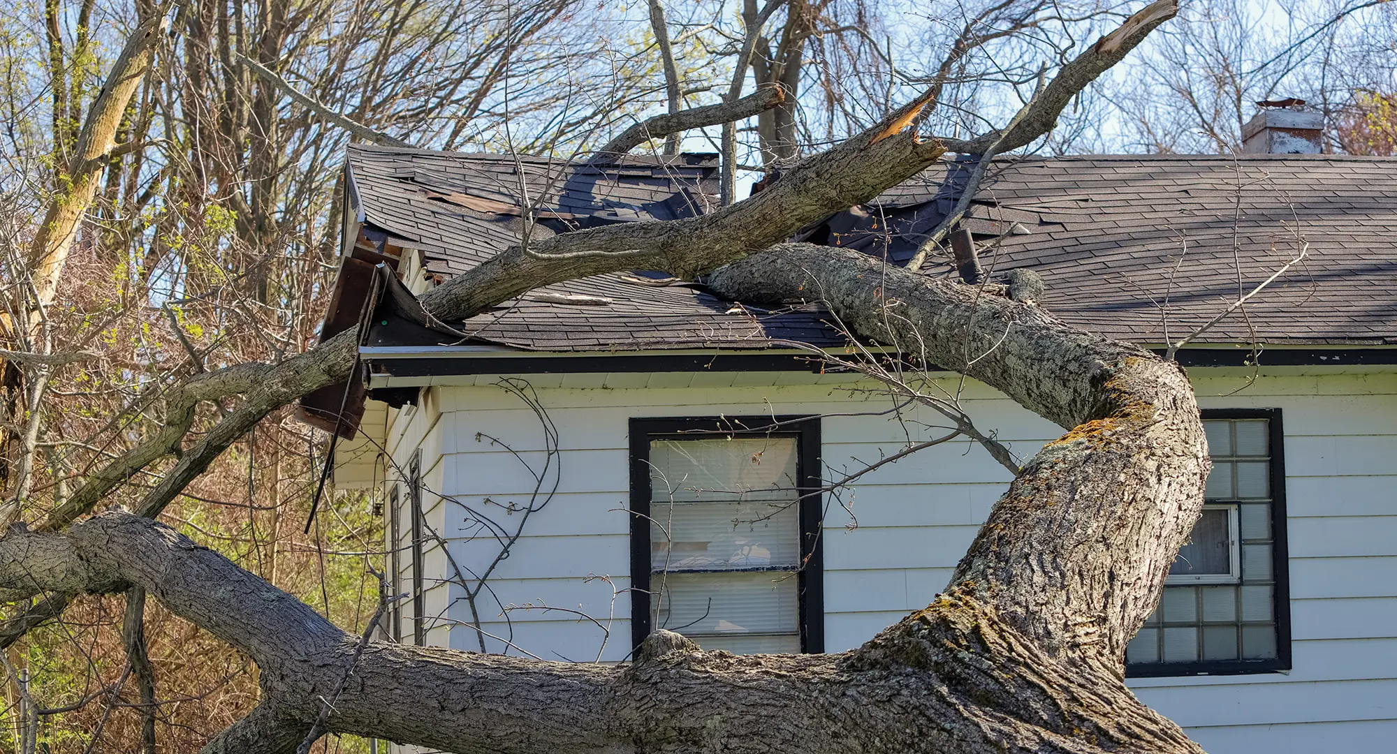 24-7 Emergency Tree Services